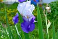 Beautiful flower a high quality iris bichromatic in a garden Royalty Free Stock Photo