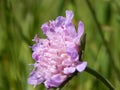 Beautiful flower in the home garden Royalty Free Stock Photo