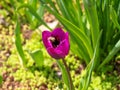 Beautiful flower with honey bee inside it. Royalty Free Stock Photo