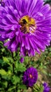 Beautiful flower with honey bee