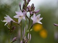 Beautiful flower of a hosta in garden Royalty Free Stock Photo