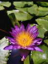 Beautiful flower by Huawei P30P