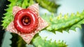 Beautiful flower of Huernia zebrina.