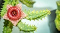 Beautiful flower of Huernia zebrina.