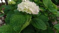 A beautiful flower hydrangea Royalty Free Stock Photo