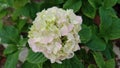 A beautiful flower hydrangea Royalty Free Stock Photo