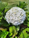 Beautiful Flower: Hydrangea Royalty Free Stock Photo