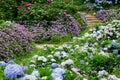 flower Hydrangea flower garden Royalty Free Stock Photo