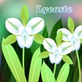 Beautiful Flower, Illustration of Lycaste orchid with Green Leaves on Tree Branch. Vector