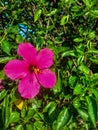 beautiful flower infested by locust