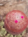 Beautiful flower inside a cactus with two other smaller pinkish flowers Royalty Free Stock Photo