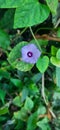 Beautiful flower ipomoeaÂ morning glory, pink convolvulus Royalty Free Stock Photo