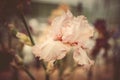 Beautiful flower iris pink closeup