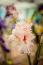 Beautiful flower iris pink closeup