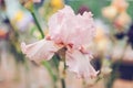 Beautiful flower iris pink closeup