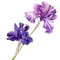 Beautiful flower iris