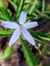 beautiful flower Isotoma Royalty Free Stock Photo