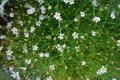 Breaded gypsophila, Gypsophila paniculata, is a perennial plant with a vaporous summer flowering. Berlin, Germany Royalty Free Stock Photo