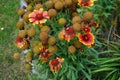 Bumblebees on flowers large-flowered cockade `Kobold`, bot. Gaillardia x Grandiflora `Kobold`, in the garden. Germany