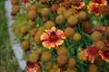 Bumblebees on flowers large-flowered cockade `Kobold`, bot. Gaillardia x Grandiflora `Kobold`, in the garden. Germany Royalty Free Stock Photo