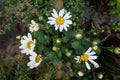 Marguerite, Leucanthemum maximum in the garden. Berlin, Germany