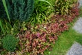 The Sedum spurium `Splendens` is a succulent perennial and therefore very robust and undemanding. Berlin, Germany