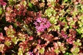 The Sedum spurium `Splendens` is a succulent perennial and therefore very robust and undemanding. Berlin, Germany