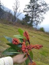 A beautiful flower in jungle.