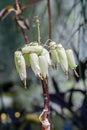 Beautiful Flower of Kalanchoe Pinnata. The natural range of Kalanchoe pinnata is Madagascar Royalty Free Stock Photo