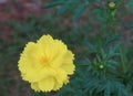 beautiful flower known as Yellow Cosmos