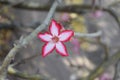 Beautiful flower in Kruger National Park Southafrica Royalty Free Stock Photo