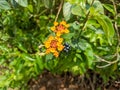 Beautiful flower of lantana camara with some of the fruits Royalty Free Stock Photo