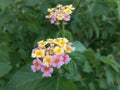 Beautiful Flower of Lantana camera