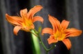 Beautiful flower lily on a dark background Royalty Free Stock Photo