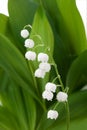 Beautiful flower lily of the valley in green leaves Royalty Free Stock Photo