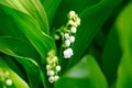 Beautiful flower lily of the valley on the nature Royalty Free Stock Photo