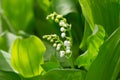 Beautiful flower lily of the valley Royalty Free Stock Photo