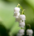 Beautiful flower lily of the valley in nature Royalty Free Stock Photo