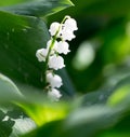 Beautiful flower lily of the valley in nature Royalty Free Stock Photo