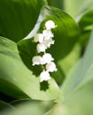 Beautiful flower lily of the valley in nature Royalty Free Stock Photo