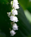 Beautiful flower lily of the valley in nature Royalty Free Stock Photo