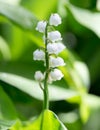 Beautiful flower lily of the valley in nature Royalty Free Stock Photo