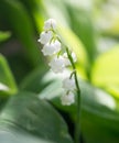 Beautiful flower lily of the valley in nature Royalty Free Stock Photo