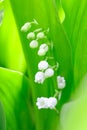 Beautiful flower lily of the valley on the nature Royalty Free Stock Photo