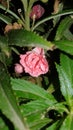 A beautiful flower looking like rose