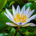 beautiful flower lotus