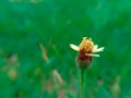 Beautiful Flower macro