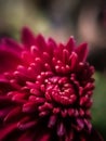 Beautiful flower macro photography using mobile phone