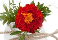 Beautiful flower marigolds in a glass jar with ropes bowknot, isolated on white background