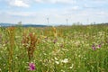 Beautiful flower meadow planted for insects in front of wind turbines Royalty Free Stock Photo